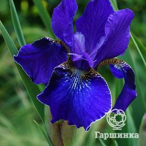 

Ирис сибирский Силвер Эдж