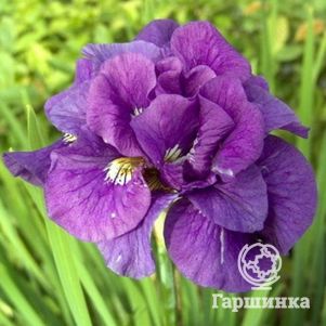

Ирис сибирский Тамбл Баг