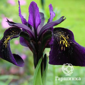 

Ирис золотисто-расписной Блек Фом