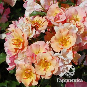 

Роза Джаз почвопокровная, Тантау (лиц)