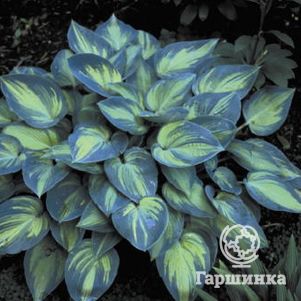 Хоста Джун M 650₽