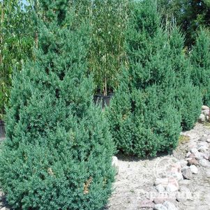 

Можжевельник китайский Стрикта