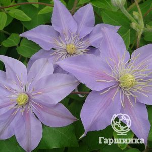 

Клематис Юста крупноцветковый (3)
