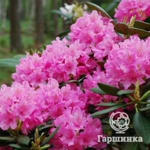 

Рододендрон Гаага гибридный