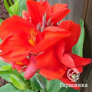 

Канна Бриллиант