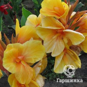 

Канна Луи Коттин