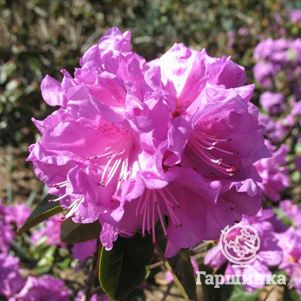 

Рододендрон П Ж М Элит