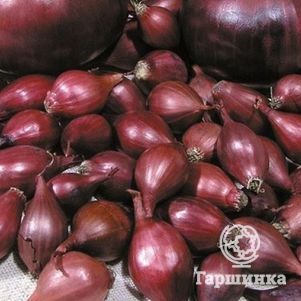 

Лук-севок Кармен (красный) 0,5 кг