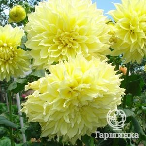 

Георгина Кельвин Флудлайт (МАКСИ) декоративная