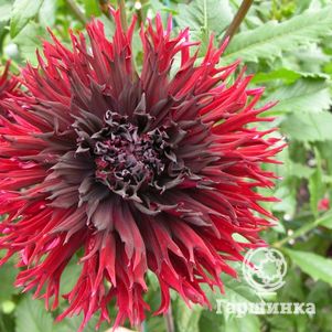 

Георгина Кенора Макоп-Б (МАКСИ) бахромчатая