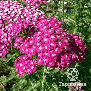 

Тысячелистник Саммервайн