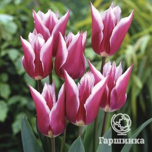 

Тюльпан Клаудиа 5шт.