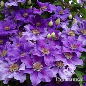 

Клематис Ашва крупноцветковый (3)