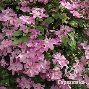 

Клематис Комтесс де Бушо (Графиня Бушо) крупноцветковый (3)