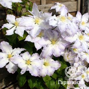 

Клематис Глэдис Пикард крупноцветковый (2)