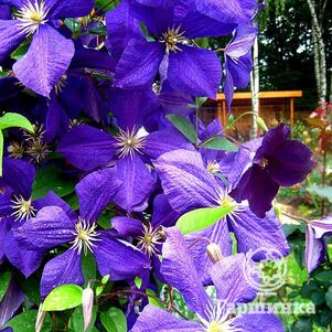 

Клематис Жакмана крупноцветковый (3)