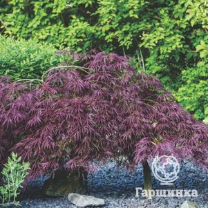 

Клен Диссектум веерный