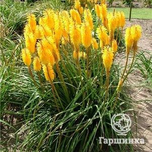 

Книфофия Санингдэйл Елоу