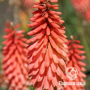 

Книфофия Тимоси