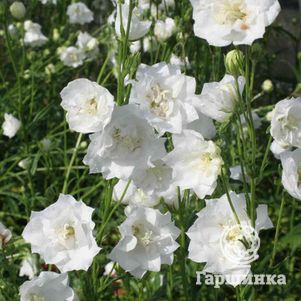 

Колокольчик персиколистный Ля Бонн Ами