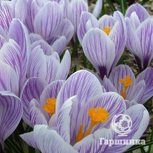 

Крокус Кинг оф Стрипт 10 шт