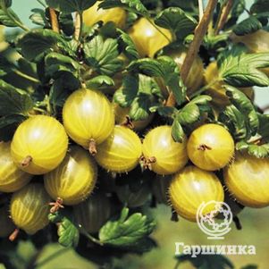 

Крыжовник Янтарный