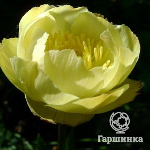 

Купальница Алебастр