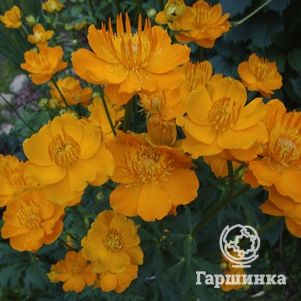 

Купальница Голден Квин