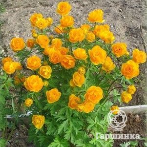 Купальница Оранж Принцесс