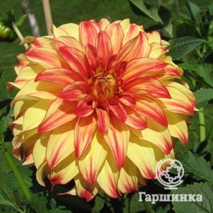 

Георгина Леди Дарлин декоративная