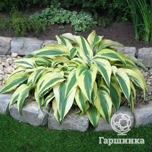 

Хоста Лейксайд Драгонфлай (M)