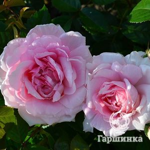 Роза Ламберт Клосс канадская парковая (лиц)