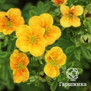 

Лапчатка кустарниковая Манго Танго