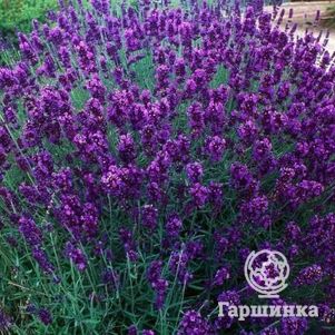 

Лаванда Хидкот Блю