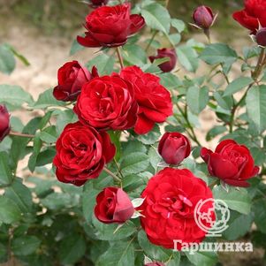 Роза Лаваглут флорибунда, Imperial Rose