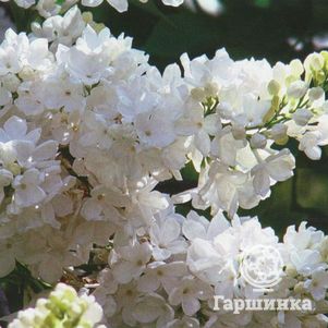 Сирень Лебедушка