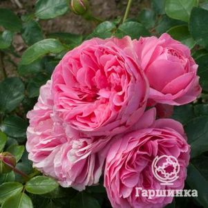 Роза Леонардо да Винчи флорибунда, Top Roses