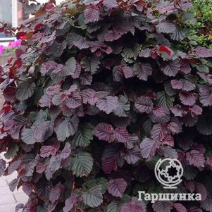 

Лещина крупная Пурпуреа