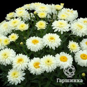 

Ромашка (Нивяник) Макарун