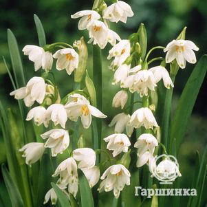 

Белоцветник Гравети Джайнт 5шт