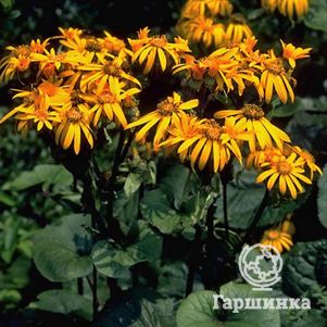 

Бузульник Дездемона