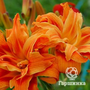 

Лилейник Априкот Бьюти