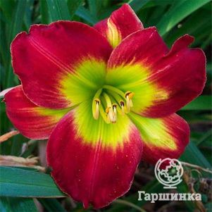 

Лилейник Кристмас Из