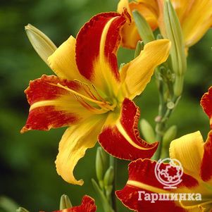 Лилейник Франс Халс