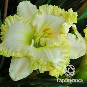 Лилейник Грин Мистик