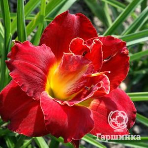 

Лилейник Хайленд Лорд