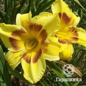 

Лилейник Кинг Джордж