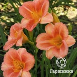 

Лилейник Лонгфилдс Батерфляй