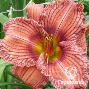 Лилейник Ноувер ту Хайд