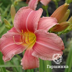 

Лилейник Прэйри Белс